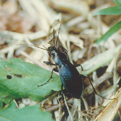 <?php the_title();?>