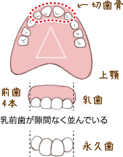 乳前歯が隙間なく並んでいる