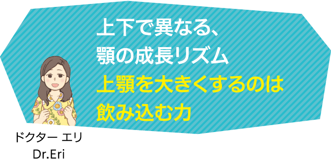 上下で異なる、顎の成長リズム上顎を大きくするのは飲み込む力