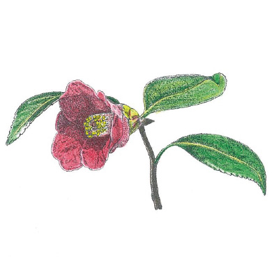 <?php the_title();?>