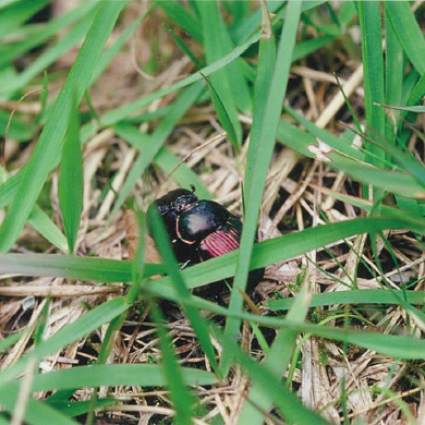 <?php the_title();?>