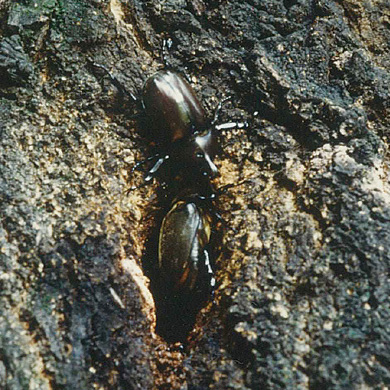 <?php the_title();?>