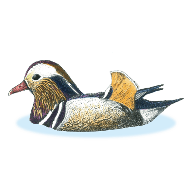 <?php the_title();?>