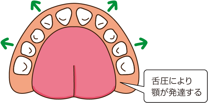 舌圧により顎が発達する